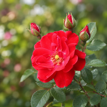 Rosier rustique 'Nicolas'