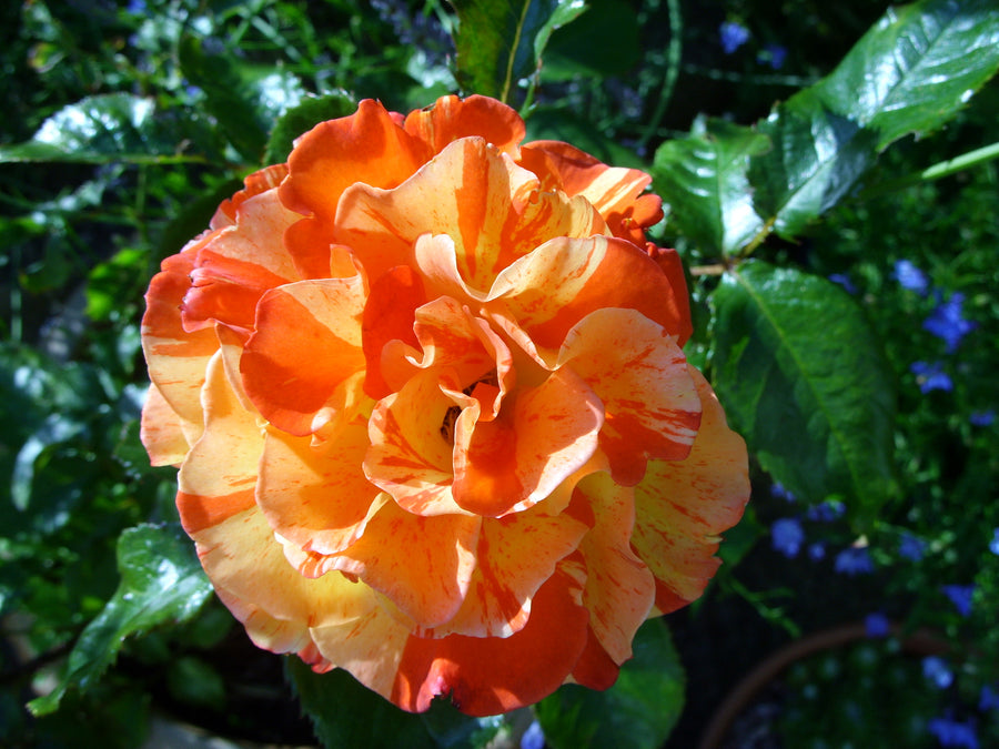 Rosier rustique 'Oranges 'N' Lemons'