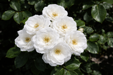 Rosier rustique 'Pillow Fight'