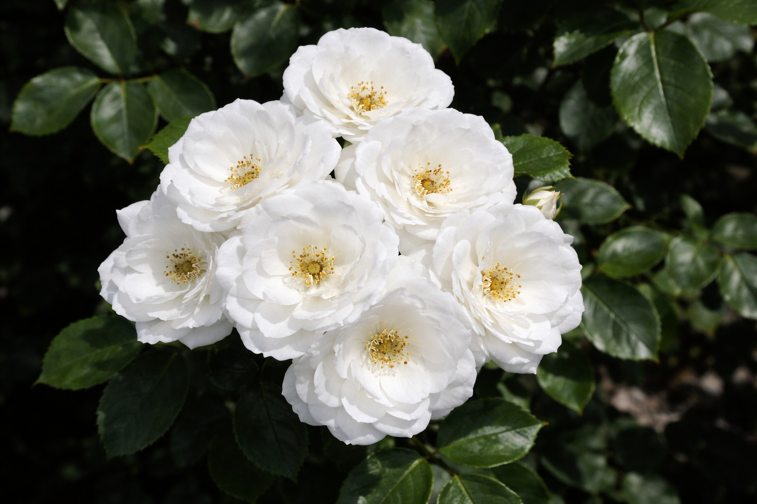 Rosier rustique 'Pillow Fight'