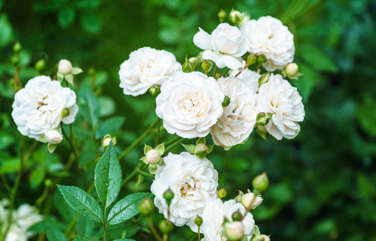 Rosier rustique 'Sea Foam'