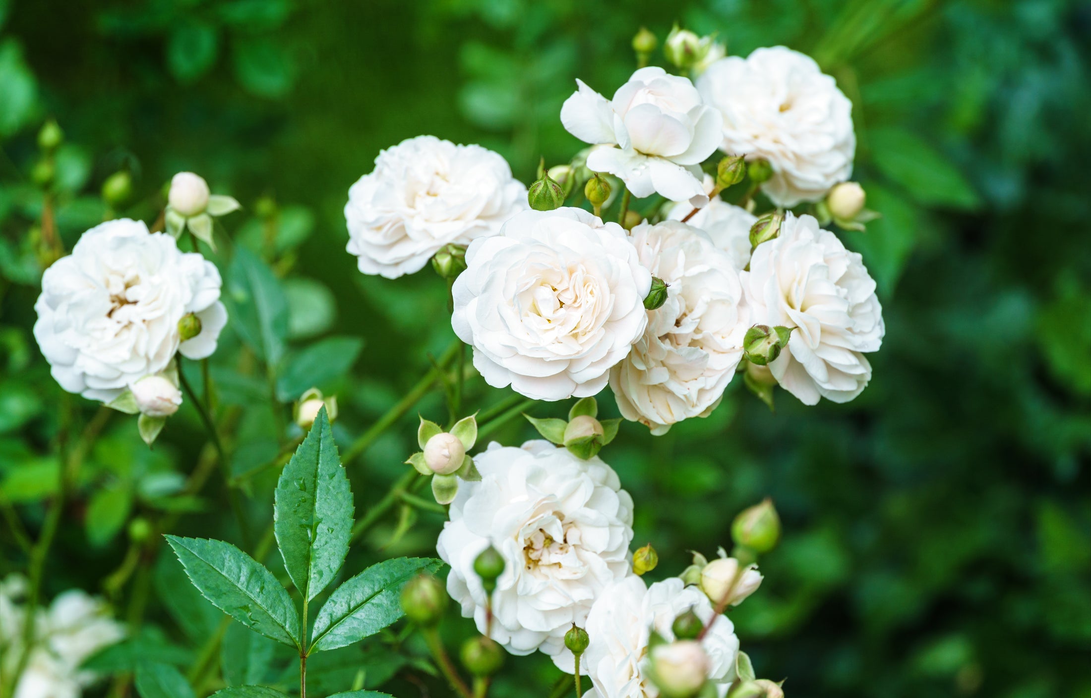 Rosier rustique 'Sea Foam'