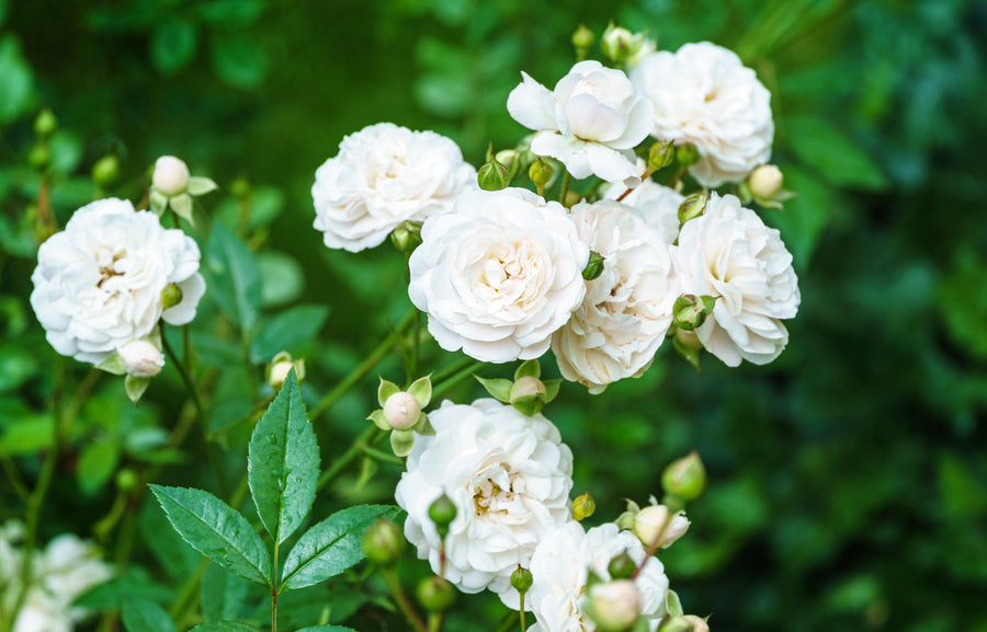 Rosier rustique 'Sea Foam'