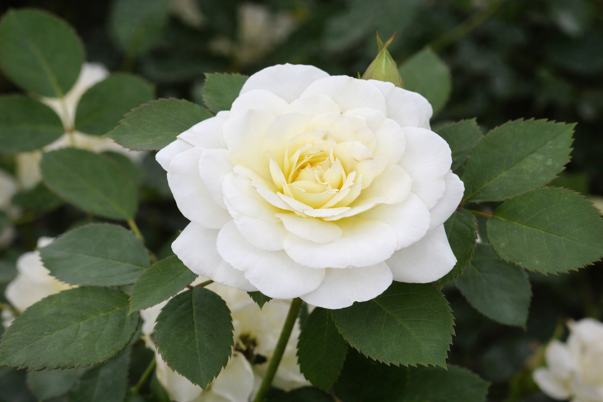Hardy rose 'Snowdrift'