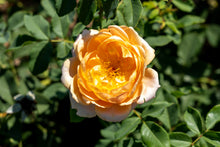 Hardy rose 'Sonnenwelt'
