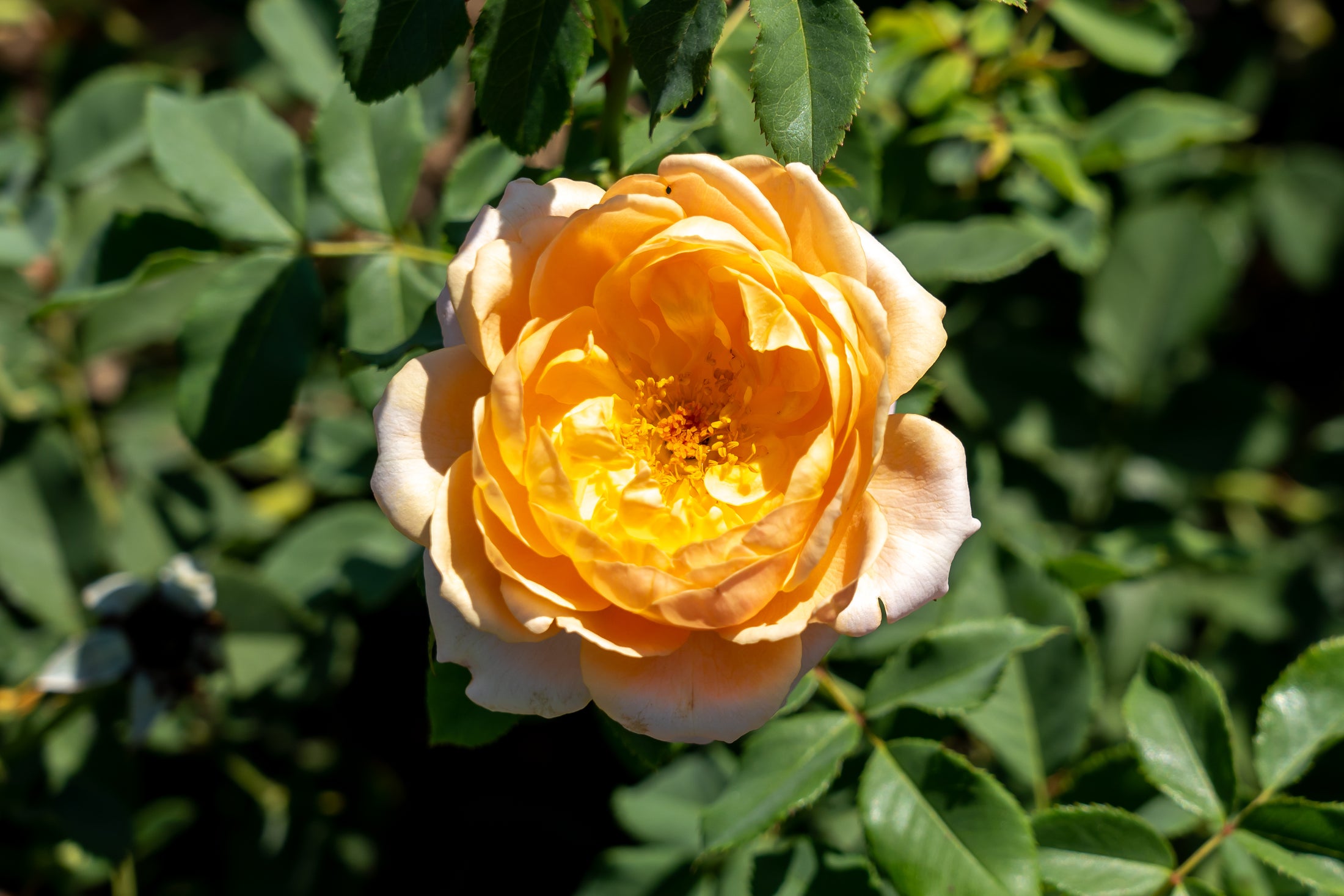 Hardy rose 'Sonnenwelt'