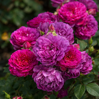 Rosier rustique ‘Sultry Night’ (Rosa)