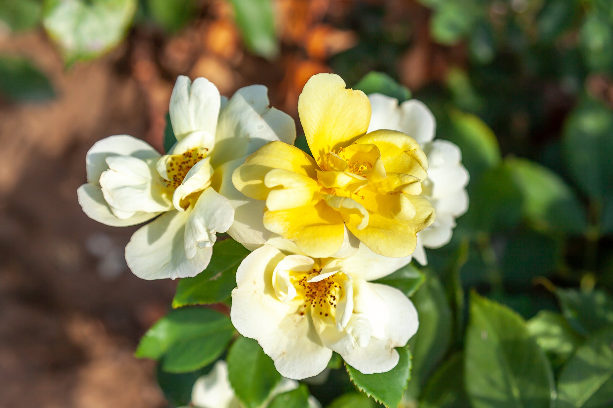 Yellow 'Knock Out' hardy rose