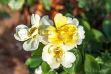 Yellow 'Knock Out' hardy rose