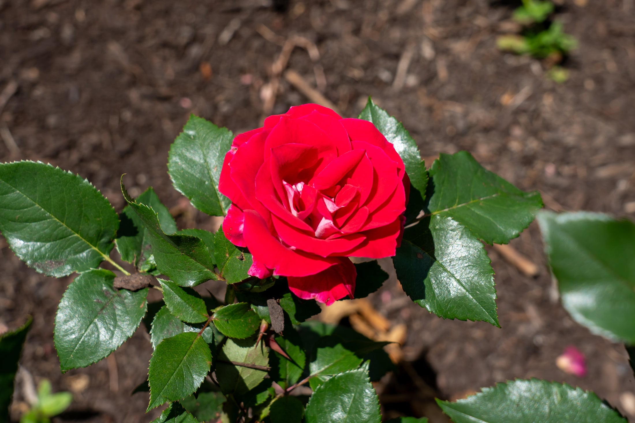 Hardy rose 'Take It Easy'