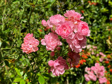 Rosier rustique 'The Fairy'