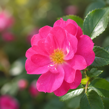 'William Baffin' hardy rose
