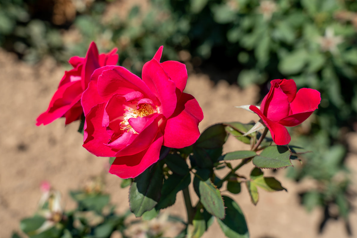 Rosier rustique 'Winnipeg Parks'