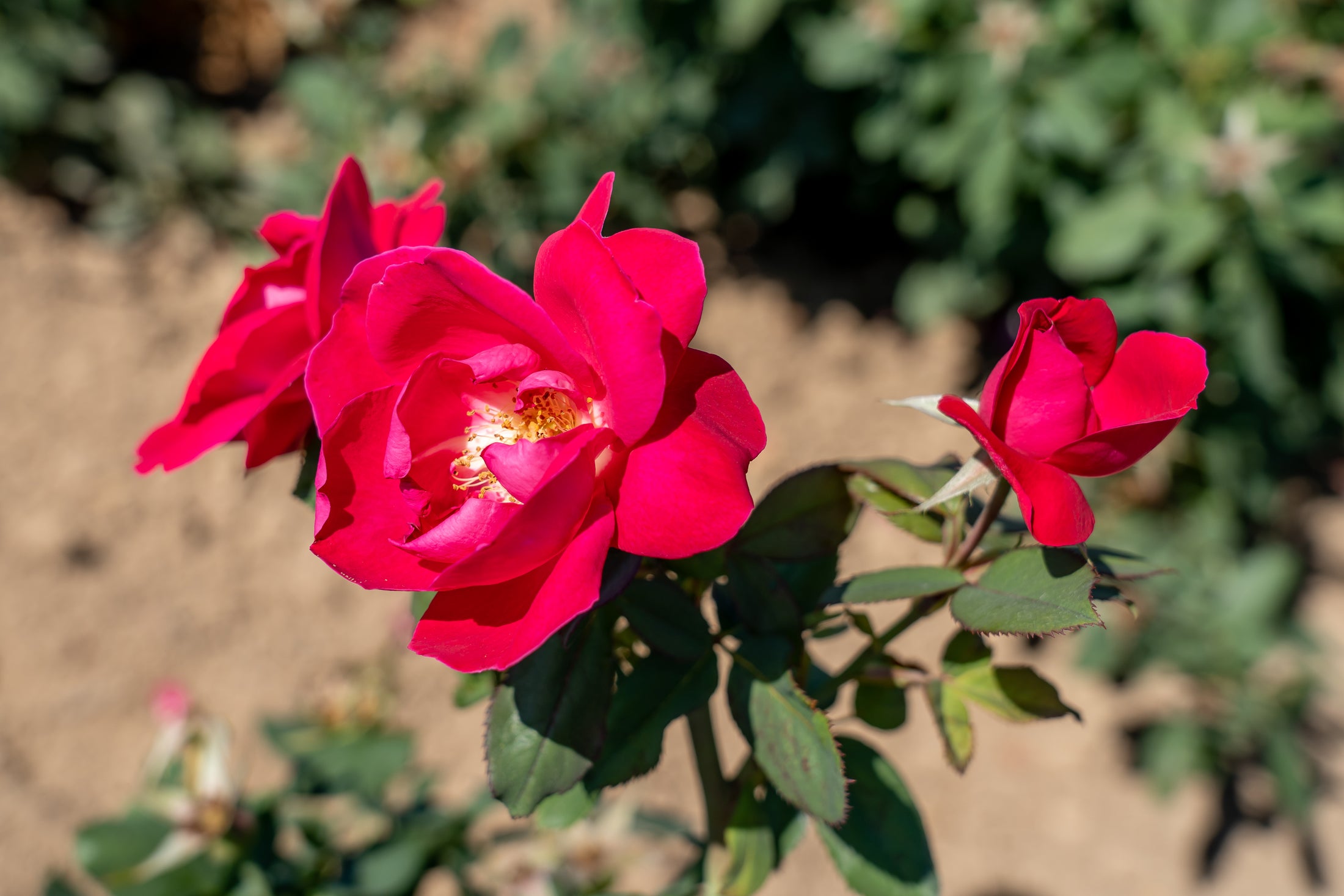 Rosier rustique 'Winnipeg Parks'