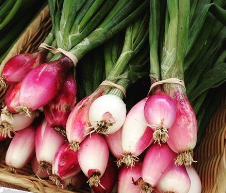 Oignon ‘Rossa Lunga di Tropea’, semences écologiques (<em>Allium cepa</em>)