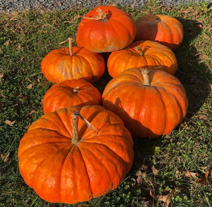Organic bright red Etampes pumpkin
