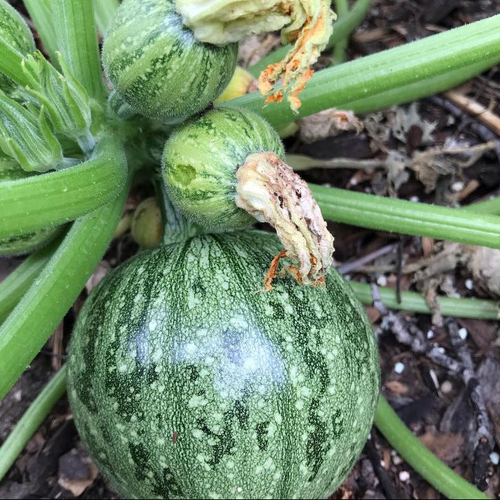 Packet of approximately 10 ecologically grown ‘Round Zucchini’ seeds ( Cucurbita pepo ). This annual open-pollinated heirloom forms a 2- to 3-foot bush plant producing spherical fruit approximately 3 inches across with yellow flesh. Harvest zucchini young for tender skin and a pleasant texture suited to stuffing, roasting, and sautéing. Read the packet directions before starting and keep the label so the variety remains clearly identified throughout the season.