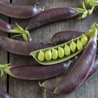 Organic 'Royal Snap II' Pea Seeds by Gaia, product image prepared for Canadian gardeners.