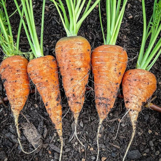 Organic 'Royal Chantenay' Carrot Seeds by Gaia, product image prepared for Canadian gardeners.