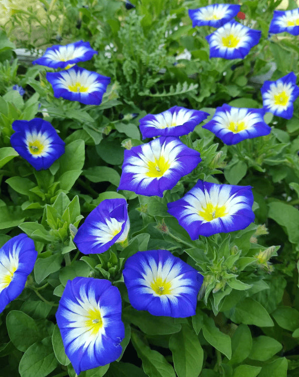 Organic 'Royal Ensign Bush' Morning Glory