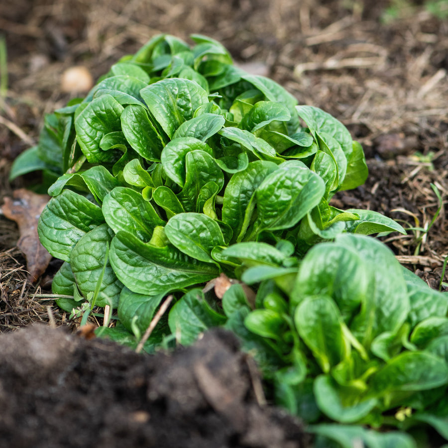 'Viking' spinach on ribbon