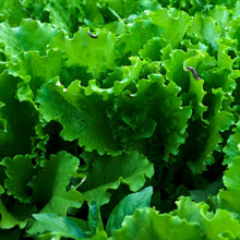 Lettuce ribbon 'Salad Bowl'