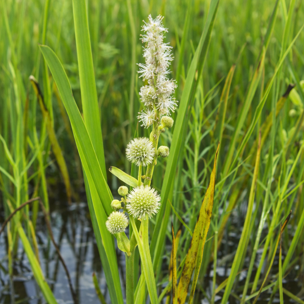 Rubanier d’Amérique, plante aquatique indigène au feuillage dressé.