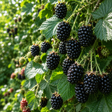 Rubus fruticosus 'Columbia Star'