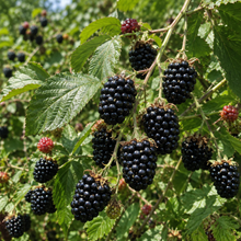Rubus fruticosus 'Natchez'
