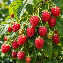 Rubus idaeus 'BP-1'