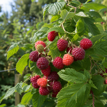 Rubus idaeus 'Brandywine'