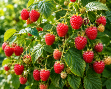 Rubus idaeus 'Cowichan'