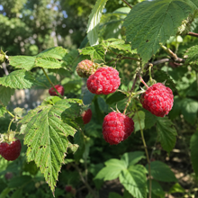 Rubus idaeus 'Double Delight'