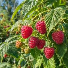 Rubus idaeus 'Polana'