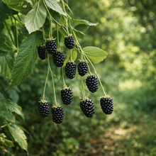 Rubus fruticosus 'Baby Cakes'