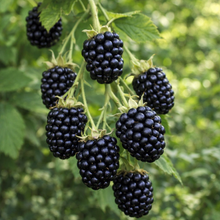 Rubus fruticosus 'Black Satin'