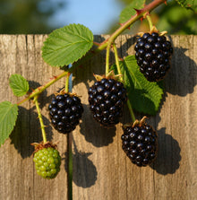 Rubus fruticosus 'Hardy Black'