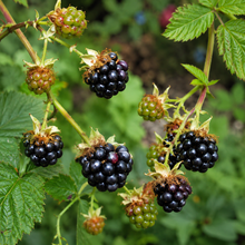Rubus fruticosus 'Illinois Hardy'