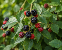 Rubus fruticosus 'Ouachita'