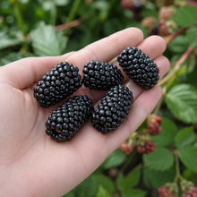Rubus fruticosus 'Prime-Ark'