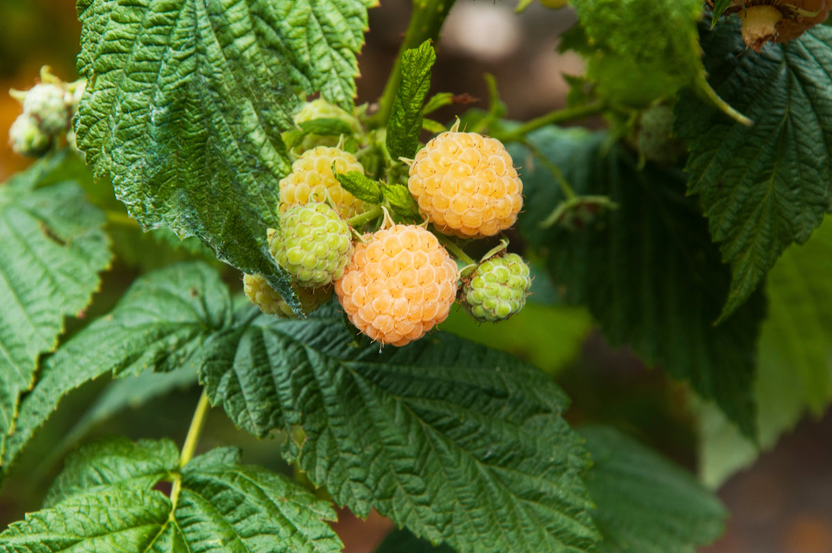 Rubus idaeus 'Double Gold'