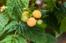 Rubus idaeus 'Double Gold'
