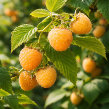 Rubus idaeus 'Fall Gold'