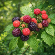 Rubus occidentalis 'Jewel'