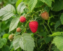 Rubus idaeus 'K-81'