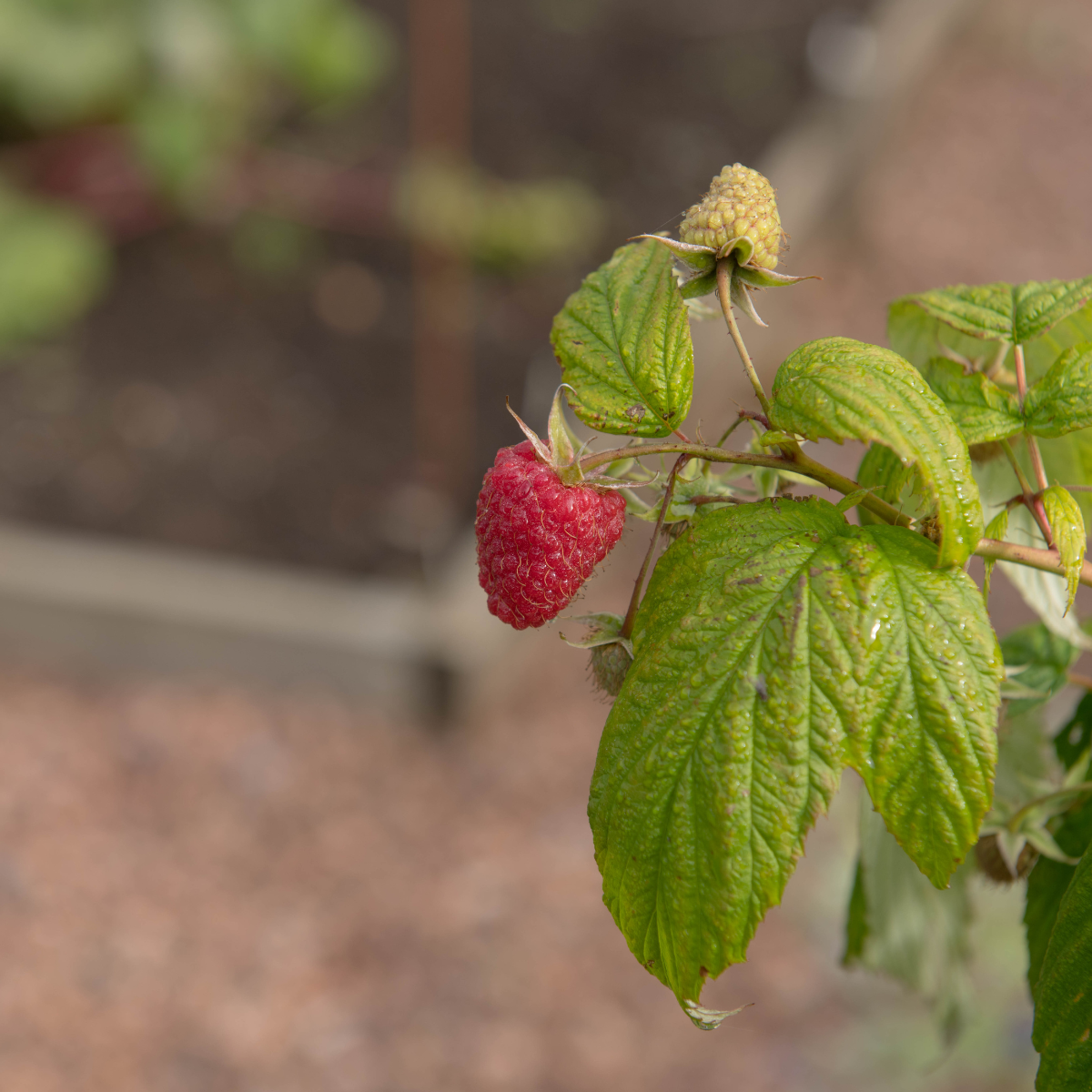 Rubus idaeus 'Polka'