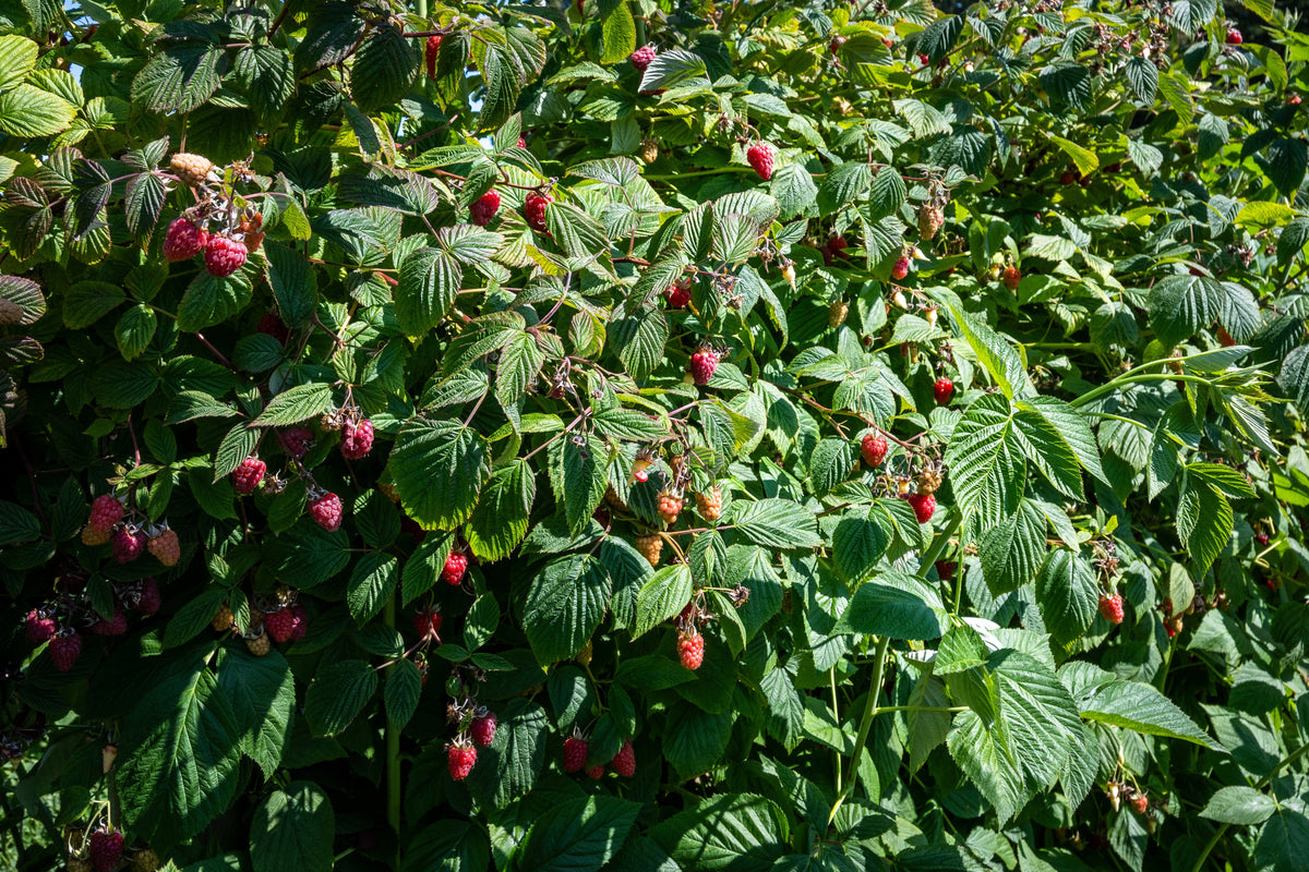 Rubus idaeus 'Tulameen'
