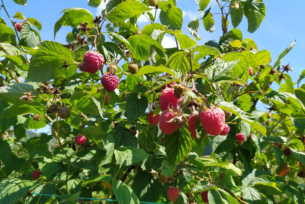 Rubus idaeus 'Willamette'
