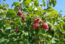 Rubus idaeus 'Willamette'