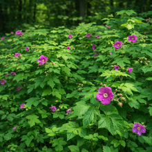 Rubus odoratus